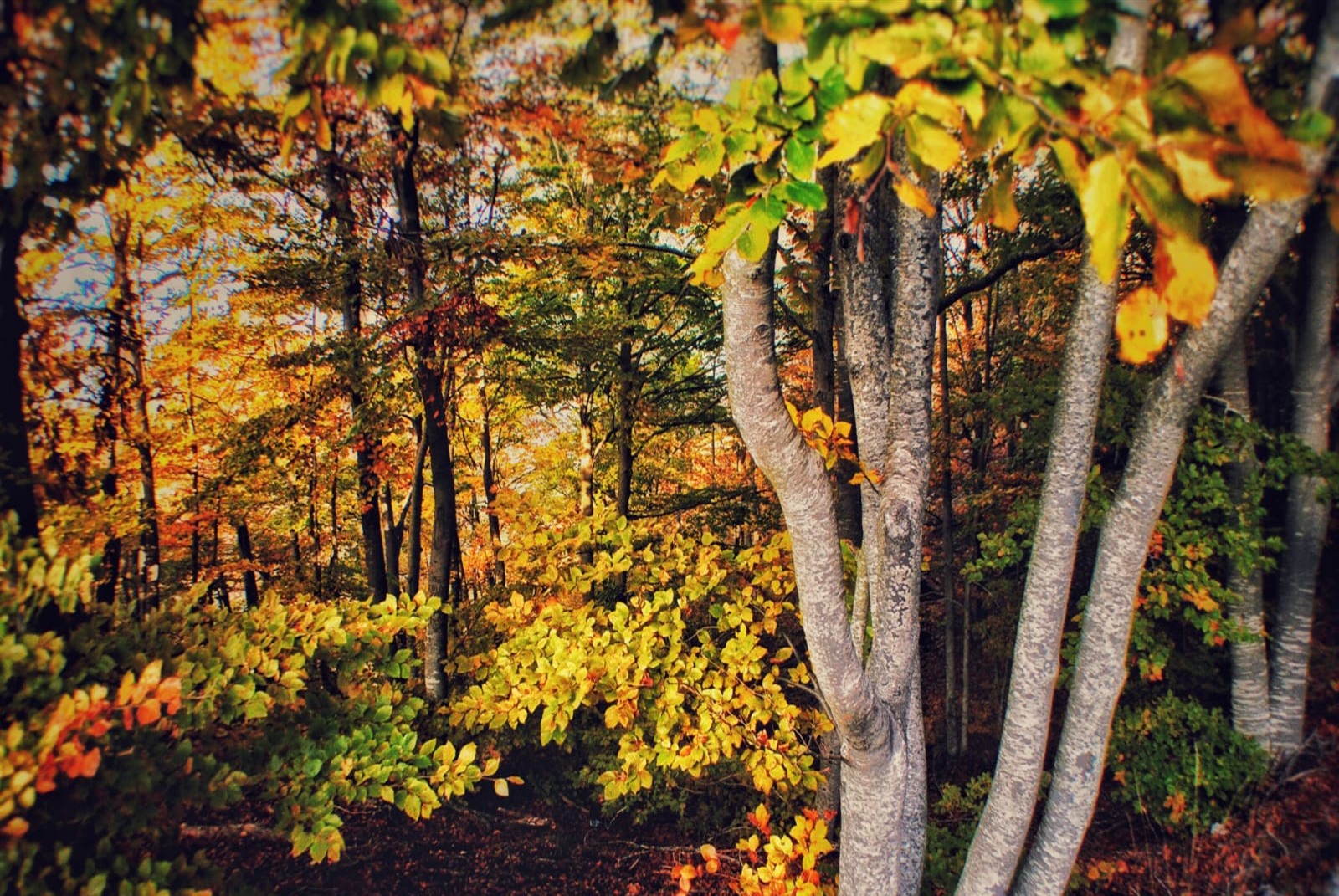 Bosc del Montseny d'on neixen les mels del territori