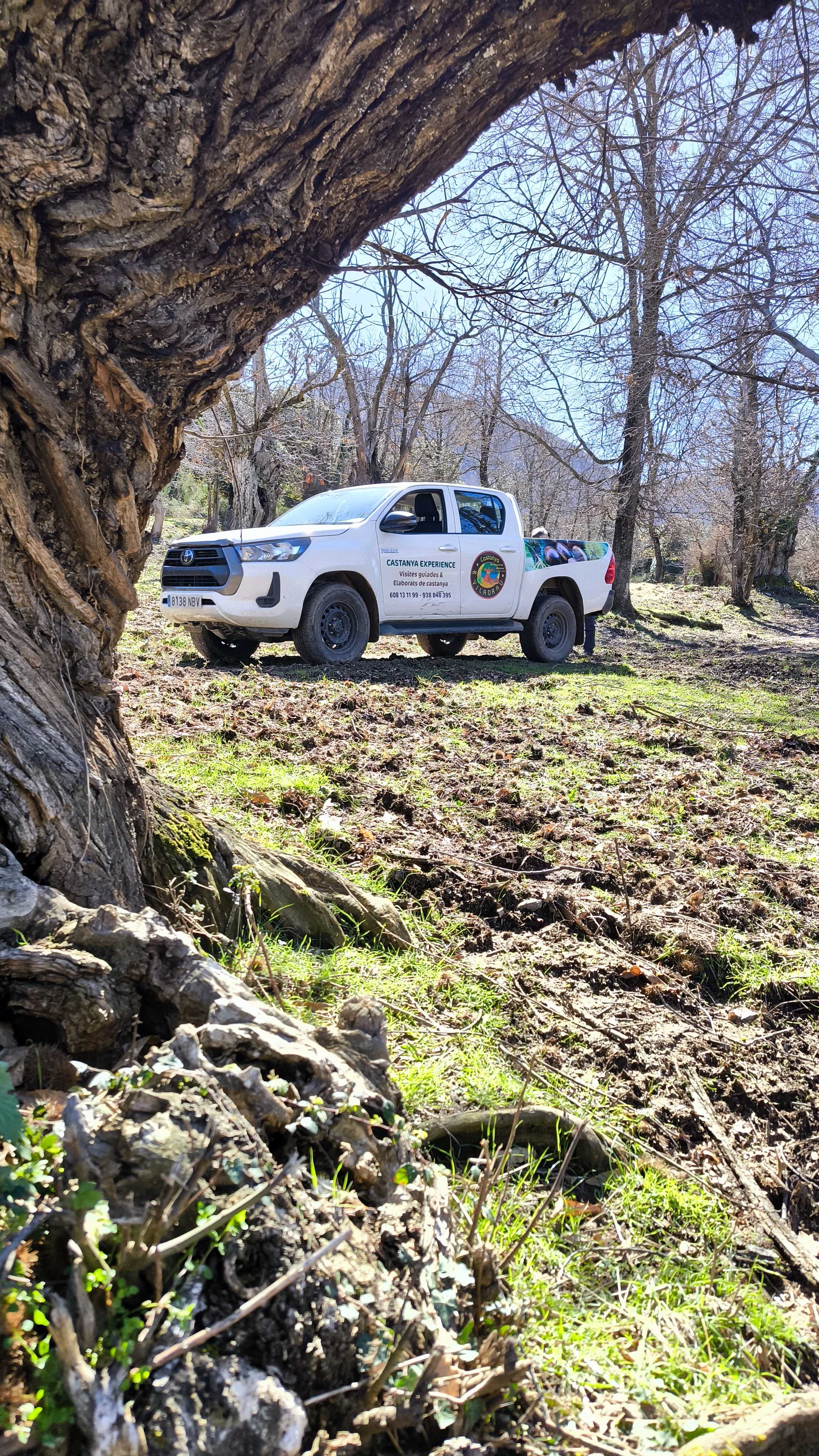 Entorn del bosc per a activitat gastronomica