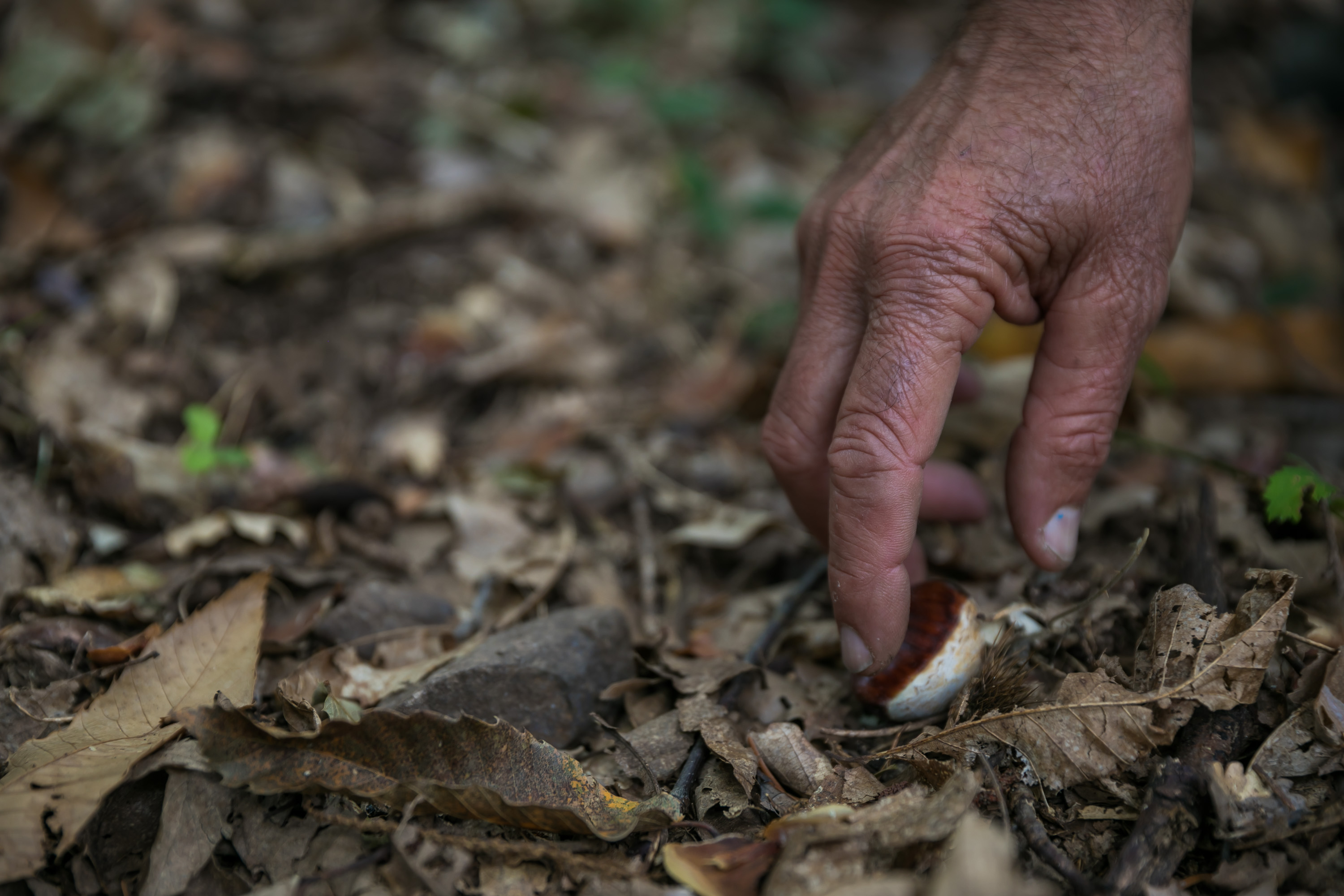 Espai Vora el Foc entre fulles i castanyes al bosc
