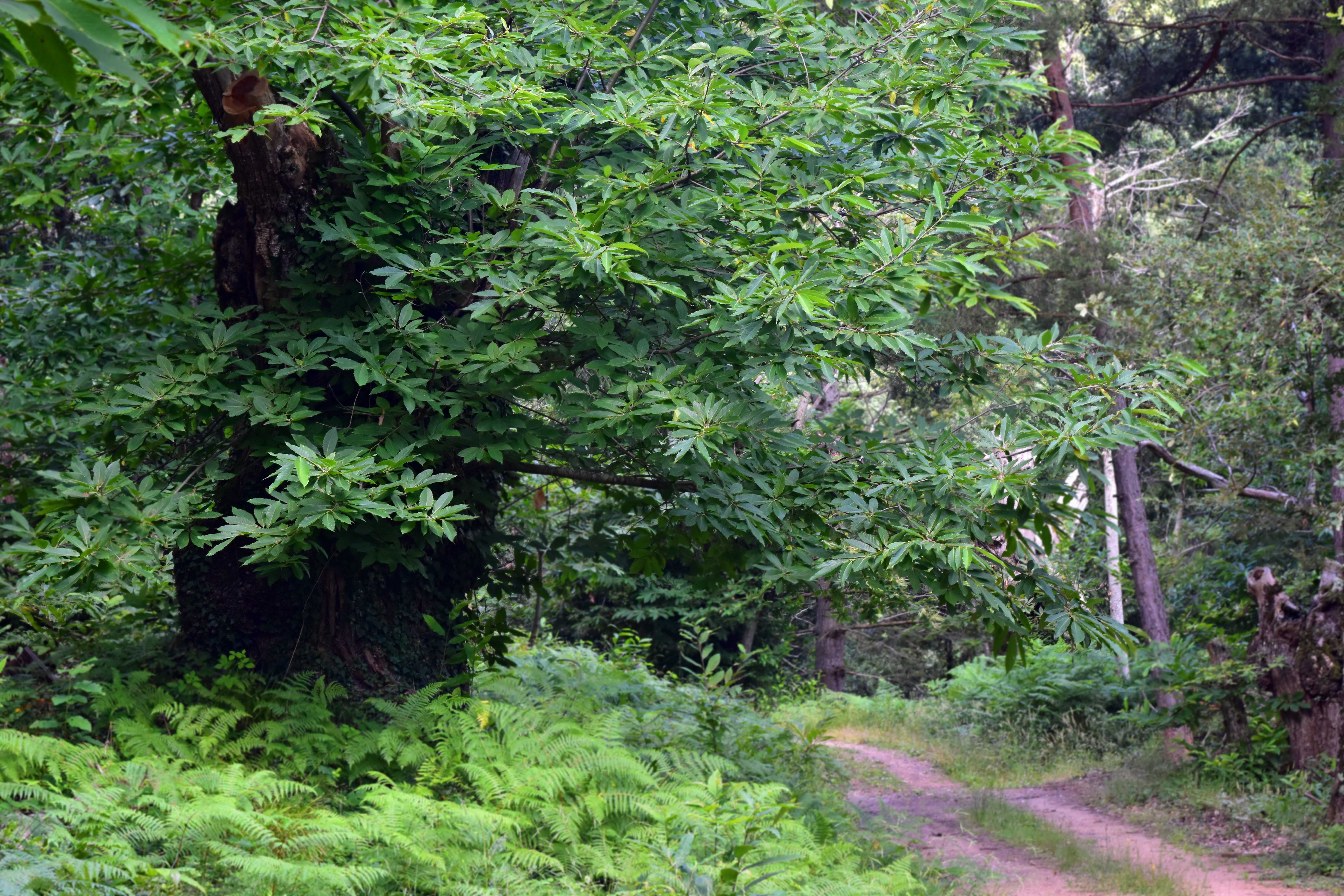 Camí de bosc al Montseny