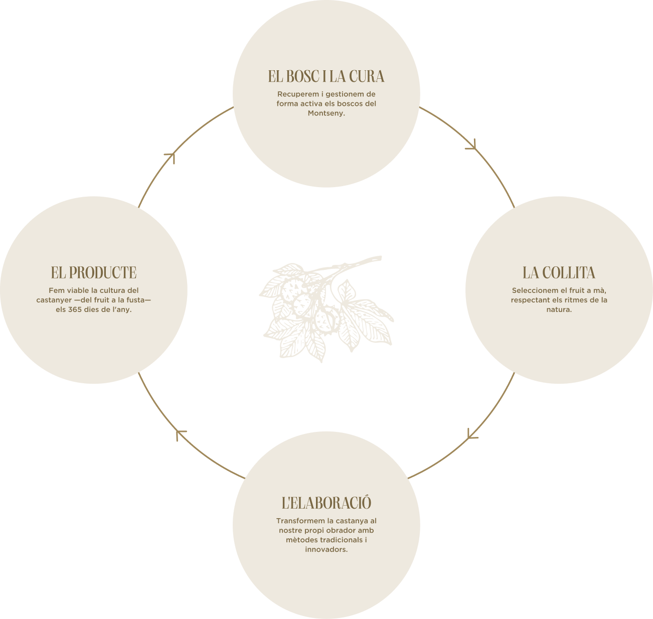 Diagrama del cicle de Castanya de Viladrau