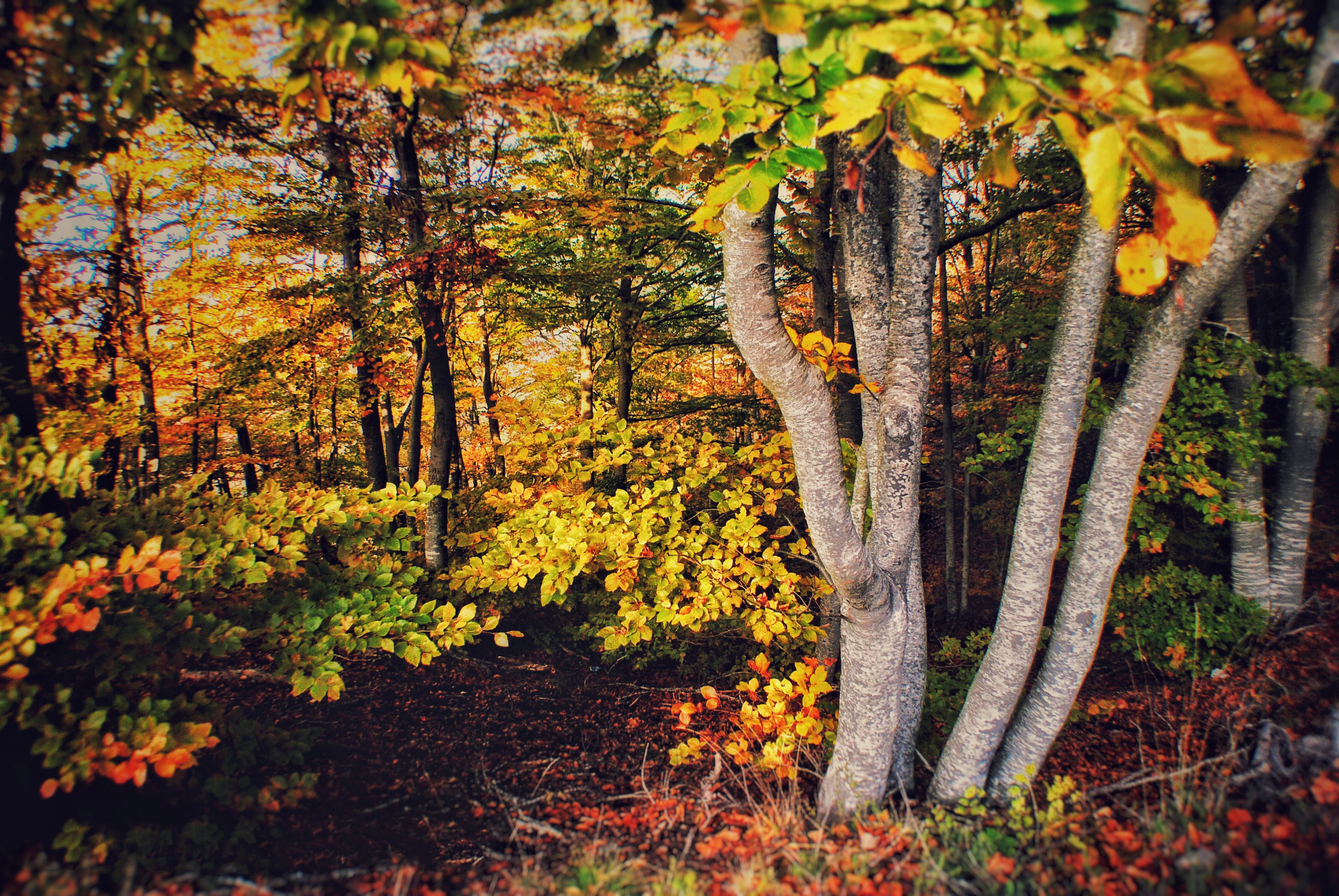 Bosc recuperat al Montseny