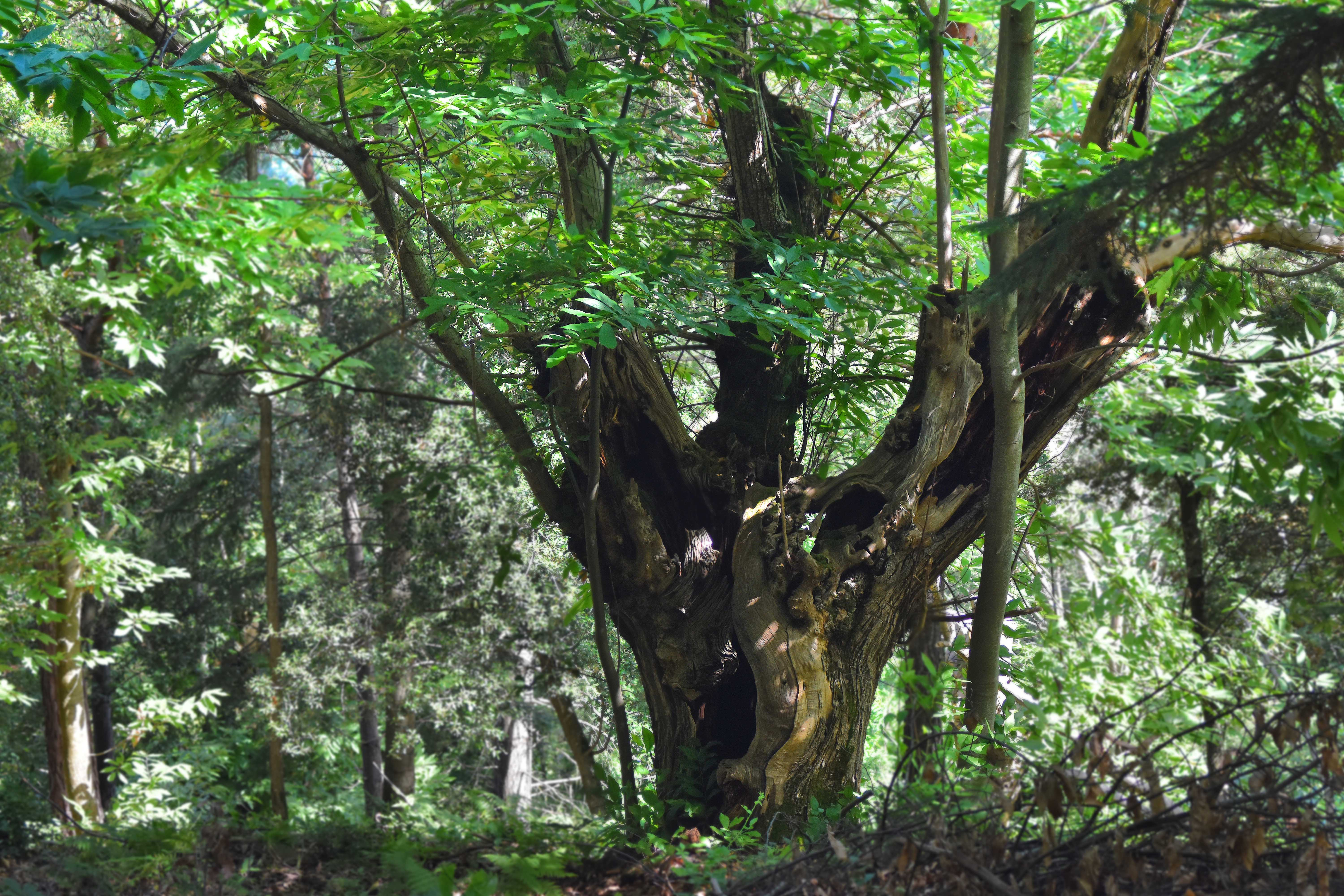 Castanyers centenaris del Montseny